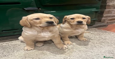 Labrador Retriever dogs Fox Red/Yellow Labrador Puppies  - Advert 14