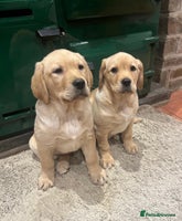 Labrador Retriever dogs Fox Red/Yellow Labrador Puppies - Advert 9