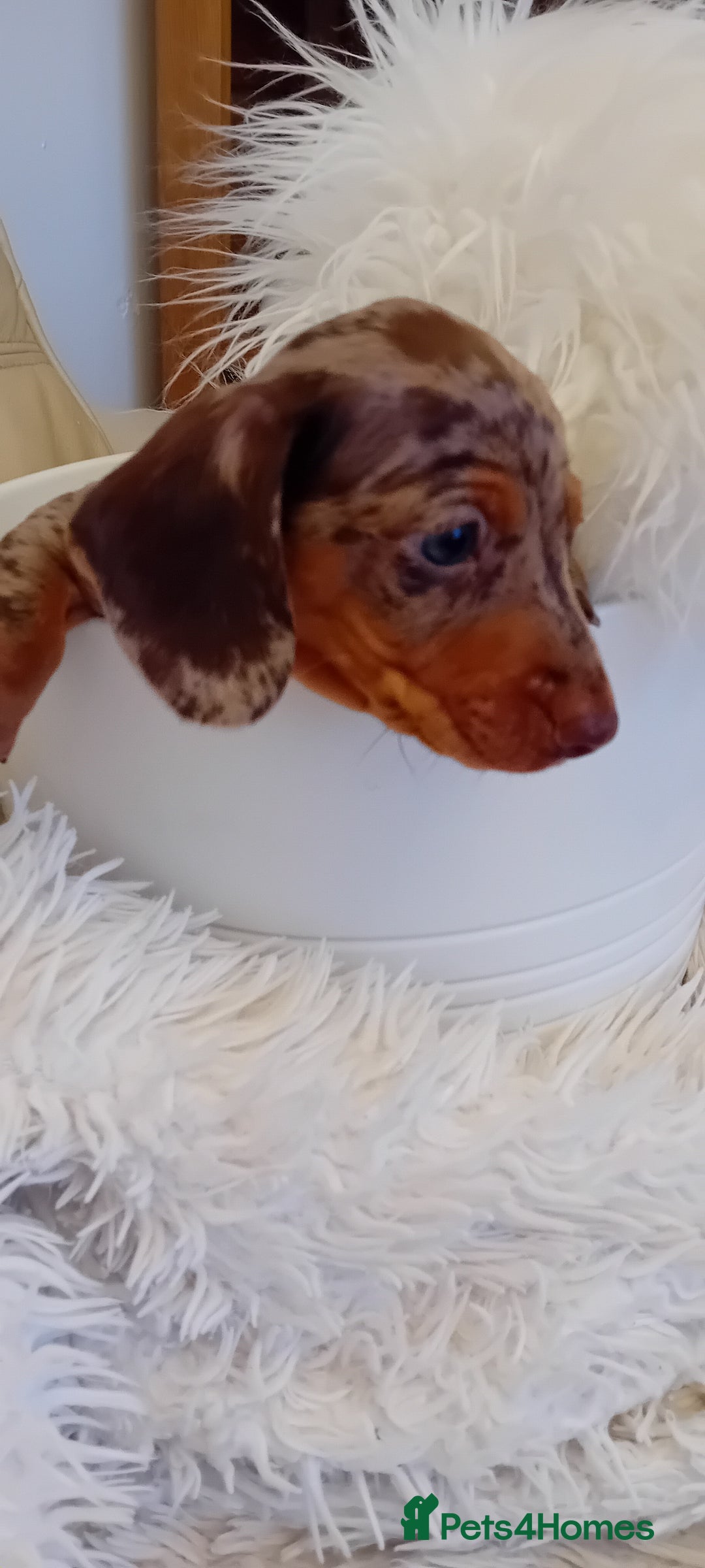Miniature Dachshund dogs for sale: Boy dapple - Advert 5