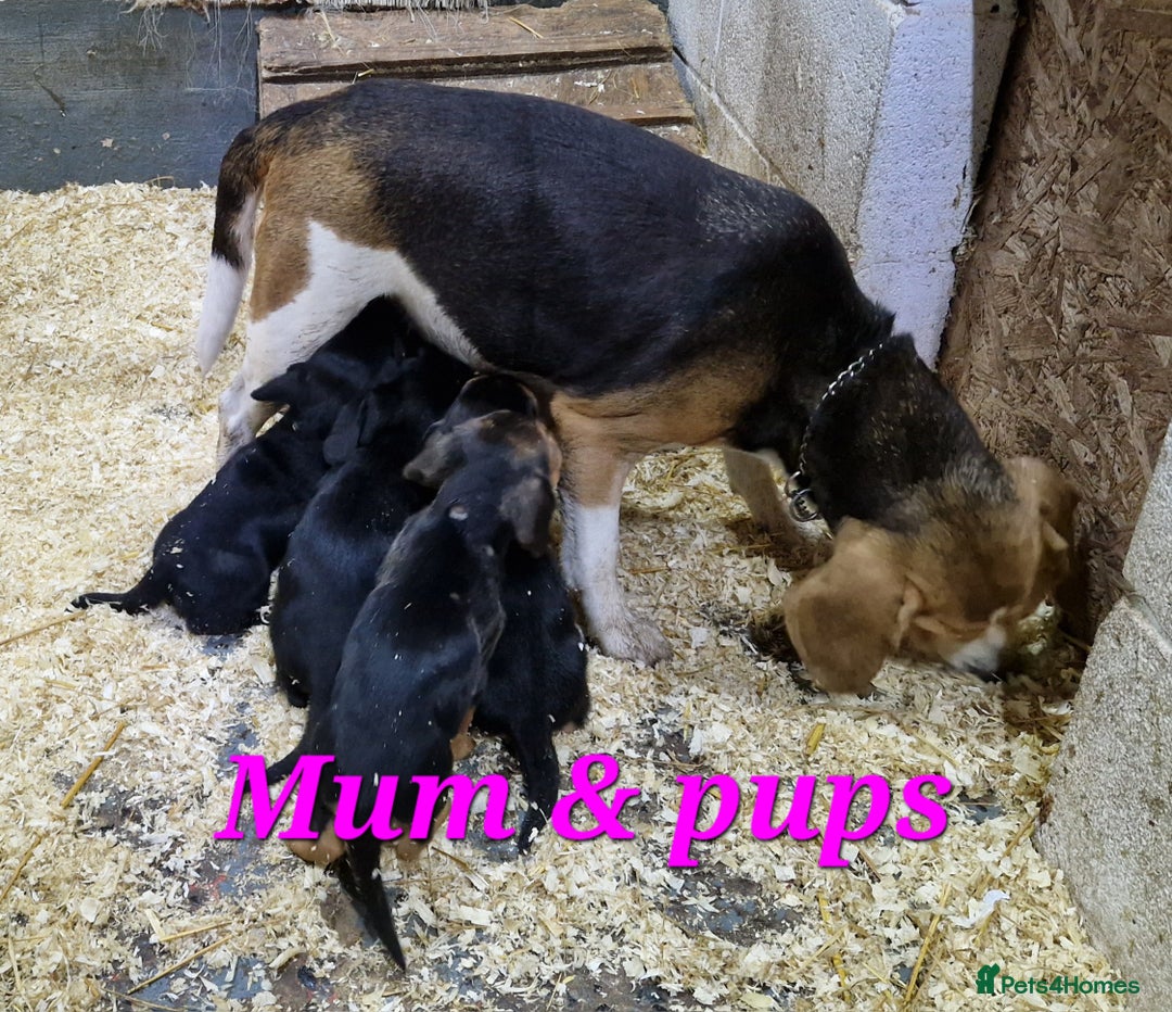 Bocker dogs for sale: Beautiful Bocker puppies - Advert 20