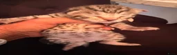 Savannah cats for sale: Absolutely striking Savannah kittens  2 left!!  - Advert 6