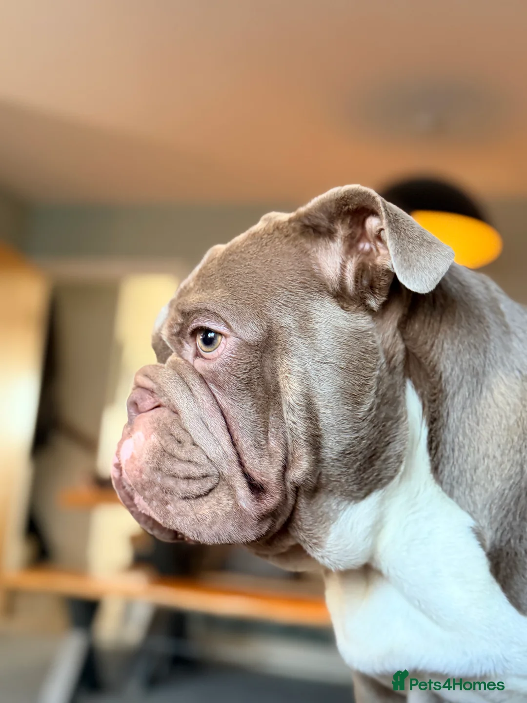 English Bulldog dogs for stud: English Bulldog for Stud in Bognor Regis - Advert 13