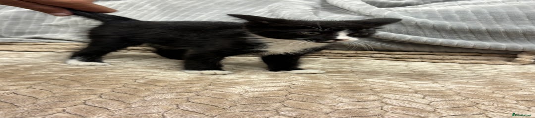 British Longhair Kitten 2