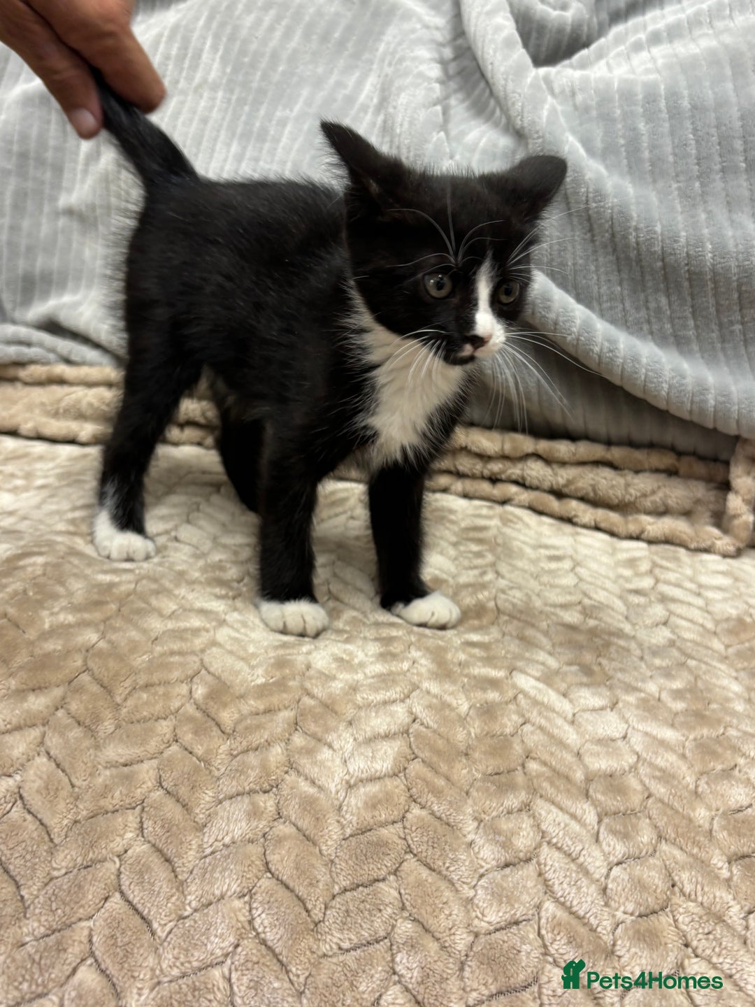 British Longhair cats for sale: 3 beautiful kittens - Image 11