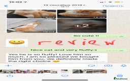 Persian cats for sale: Half Persian 3 Boys and 1 Girl  - Image 13