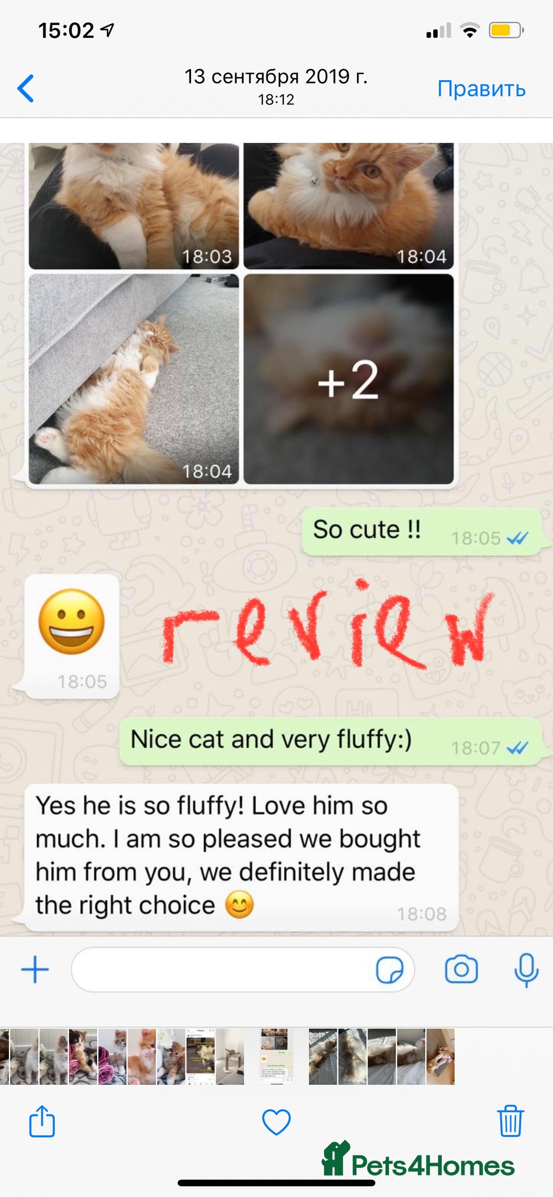 Persian cats for sale: Half Persian 3 Boys and 1 Girl  - Image 13