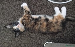 Domestic Shorthair cats for sale: 2 kittens looking for loving homes  - Image 1