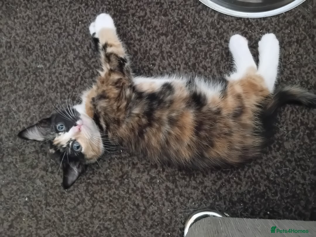 Domestic Shorthair cats for sale: 2 kittens looking for loving homes  - Image 1