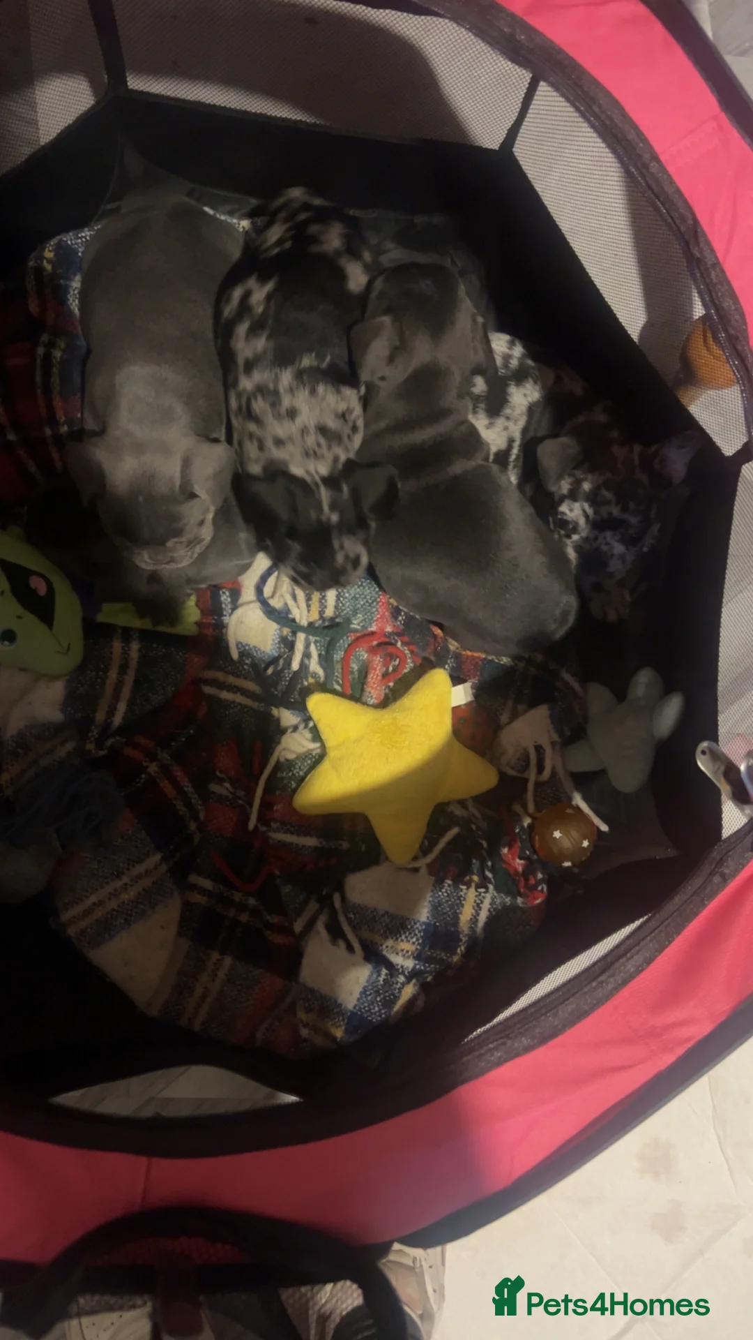 French Bulldog dogs for sale: French bulldog puppies  - Advert 6