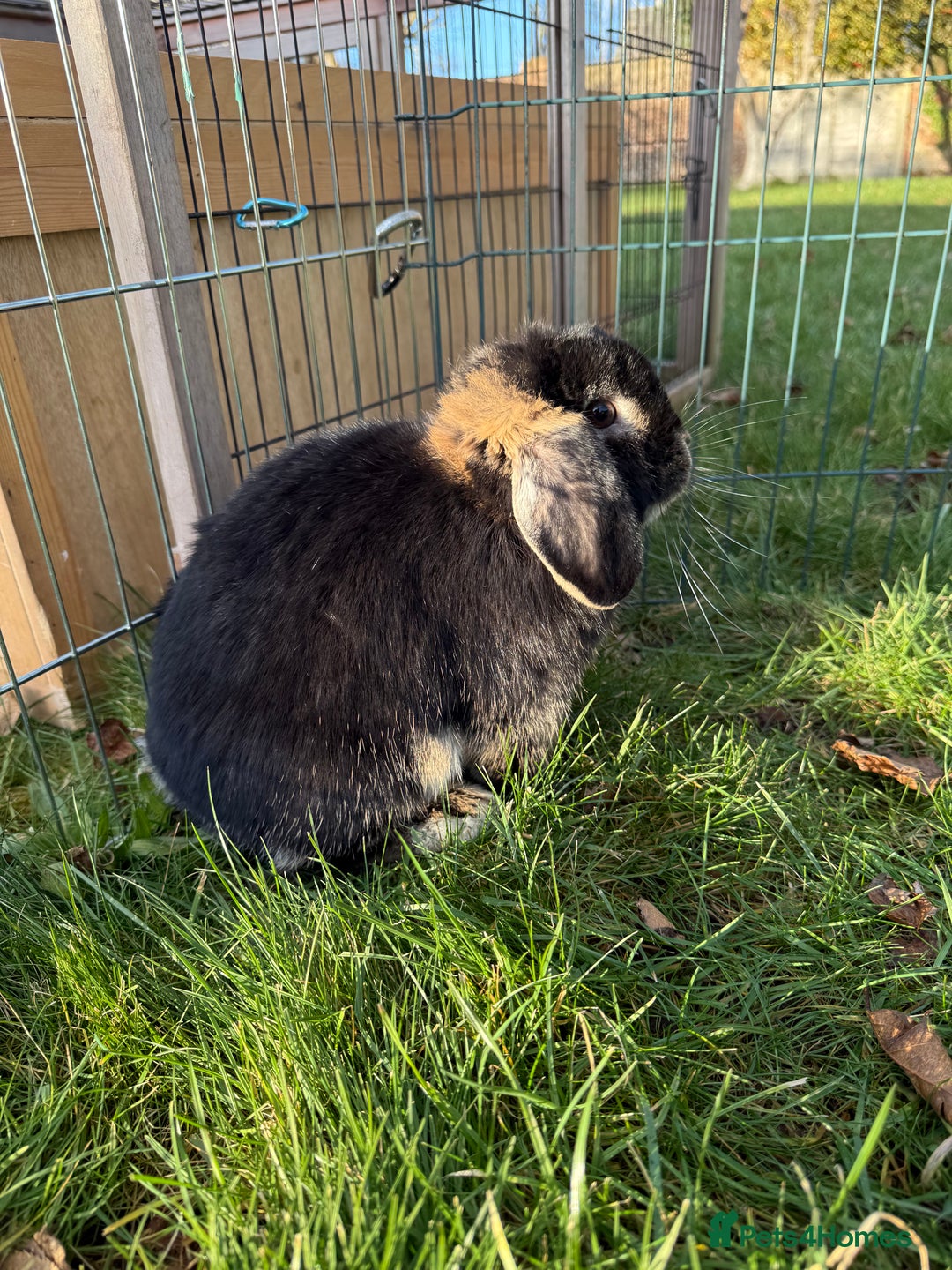 Mini Lop rabbits for sale: 🖤🩶🤎 Gorgeous Pure Bred Mini Lops 🖤🩶🤎 - Advert 22
