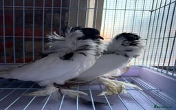 Pigeons birds for sale: Pigeons for sale - Image 3