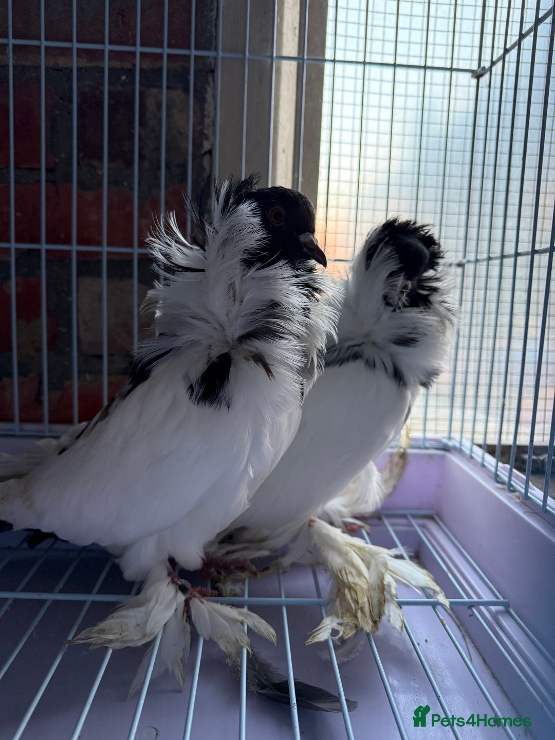 Pigeons birds for sale: Pigeons for sale - Image 3
