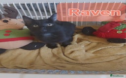 Mixed Breed cats for sale: Beautiful kittens - Image 4