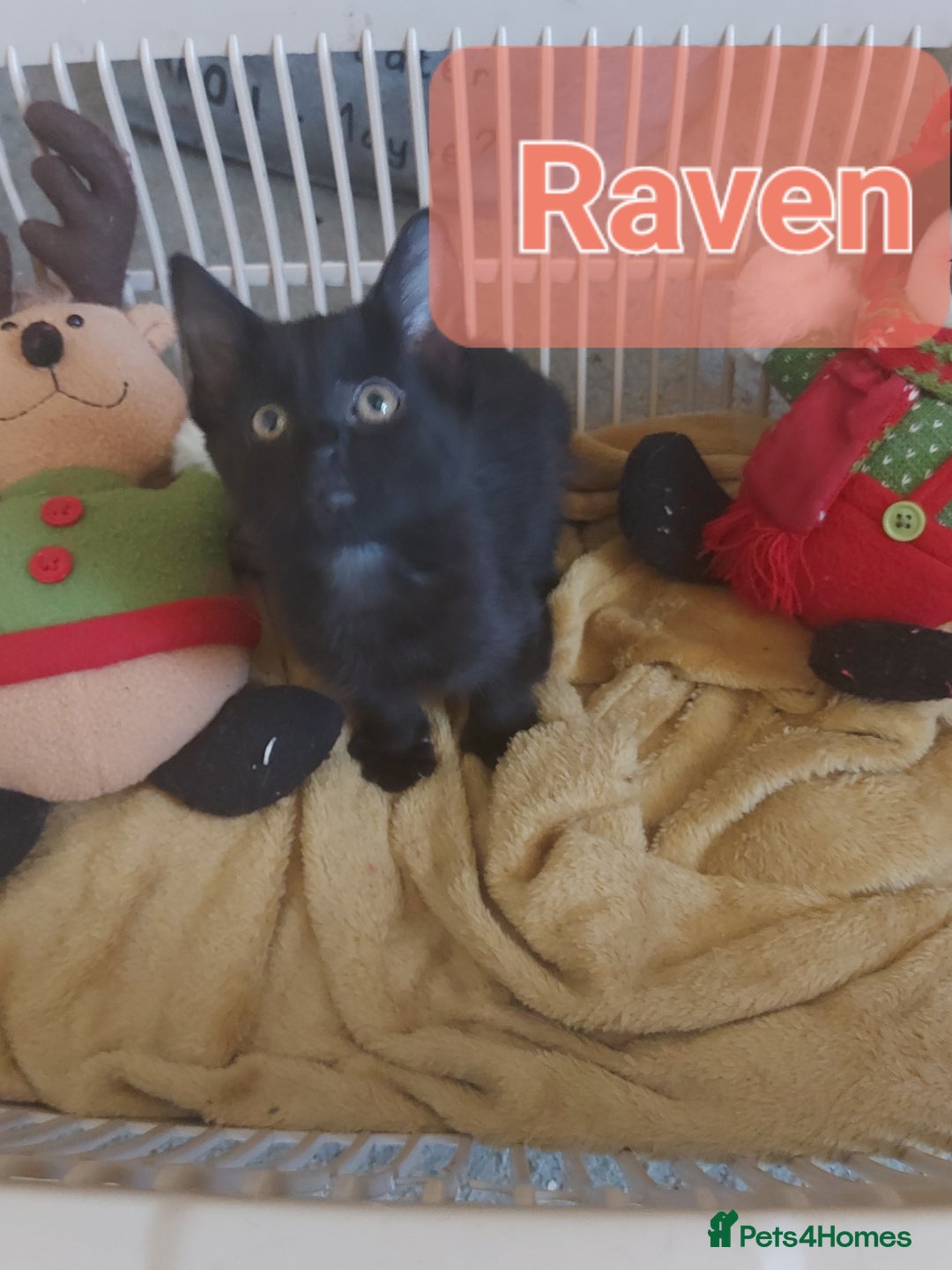 Mixed Breed cats for sale: Beautiful kittens - Image 4