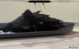 Scottish Terrier dogs for sale: Beautiful Scottish terrier puppies  - Advert 1