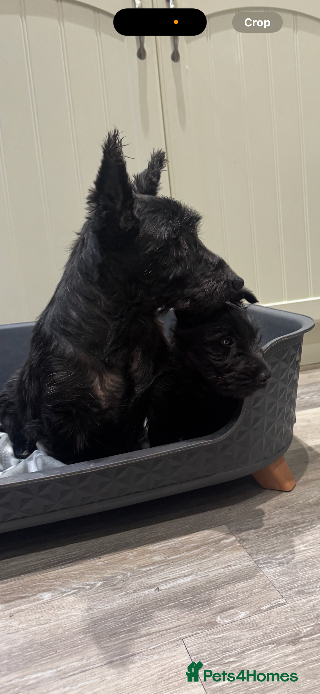 Scottish Terrier dogs for sale: Beautiful Scottish terrier puppies  - Advert 1