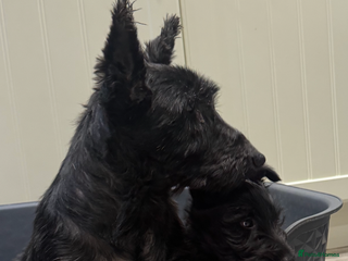 Scottish Terrier dogs for sale: Beautiful Scottish terrier puppies ready to leave - Advert 1