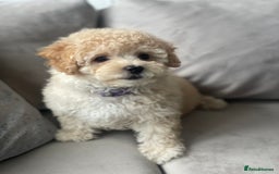 Poochon dogs for sale: Stunning litter - Image 29