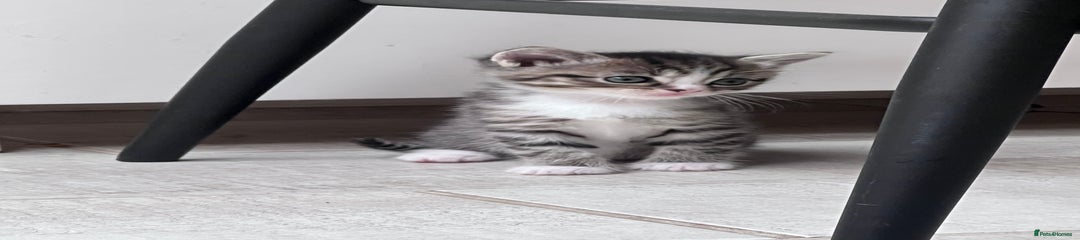 British Shorthair Kitten 4