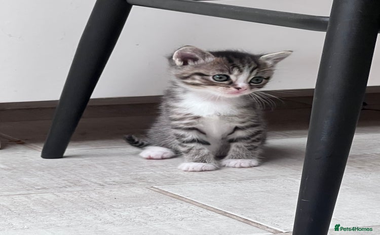 British Shorthair cats - Advert 15