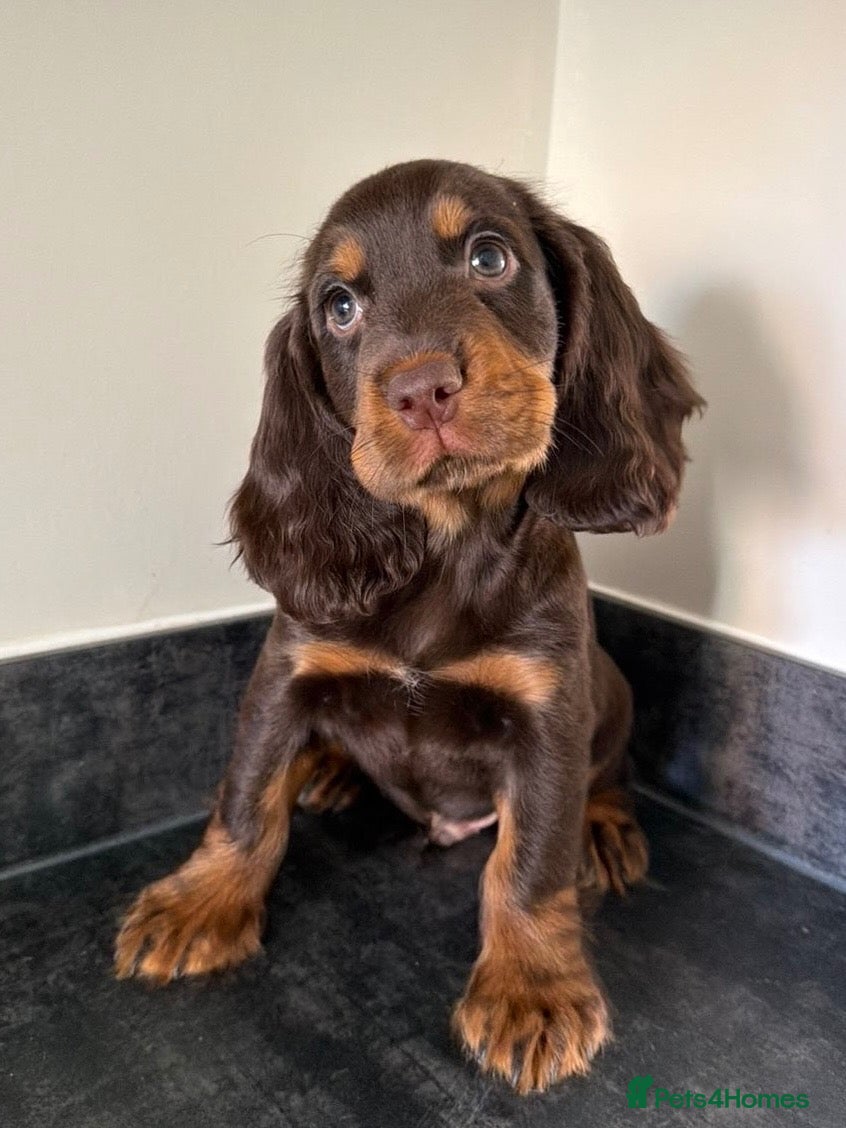 Cocker Spaniel dogs Outstanding cocker spaniel puppies - Advert 13