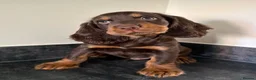 Cocker Spaniel dogs for sale: Outstanding cocker spaniel puppies - Advert 1