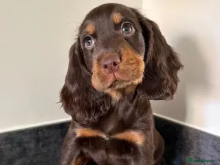Cocker Spaniel dogs Outstanding cocker spaniel puppies - Advert 13
