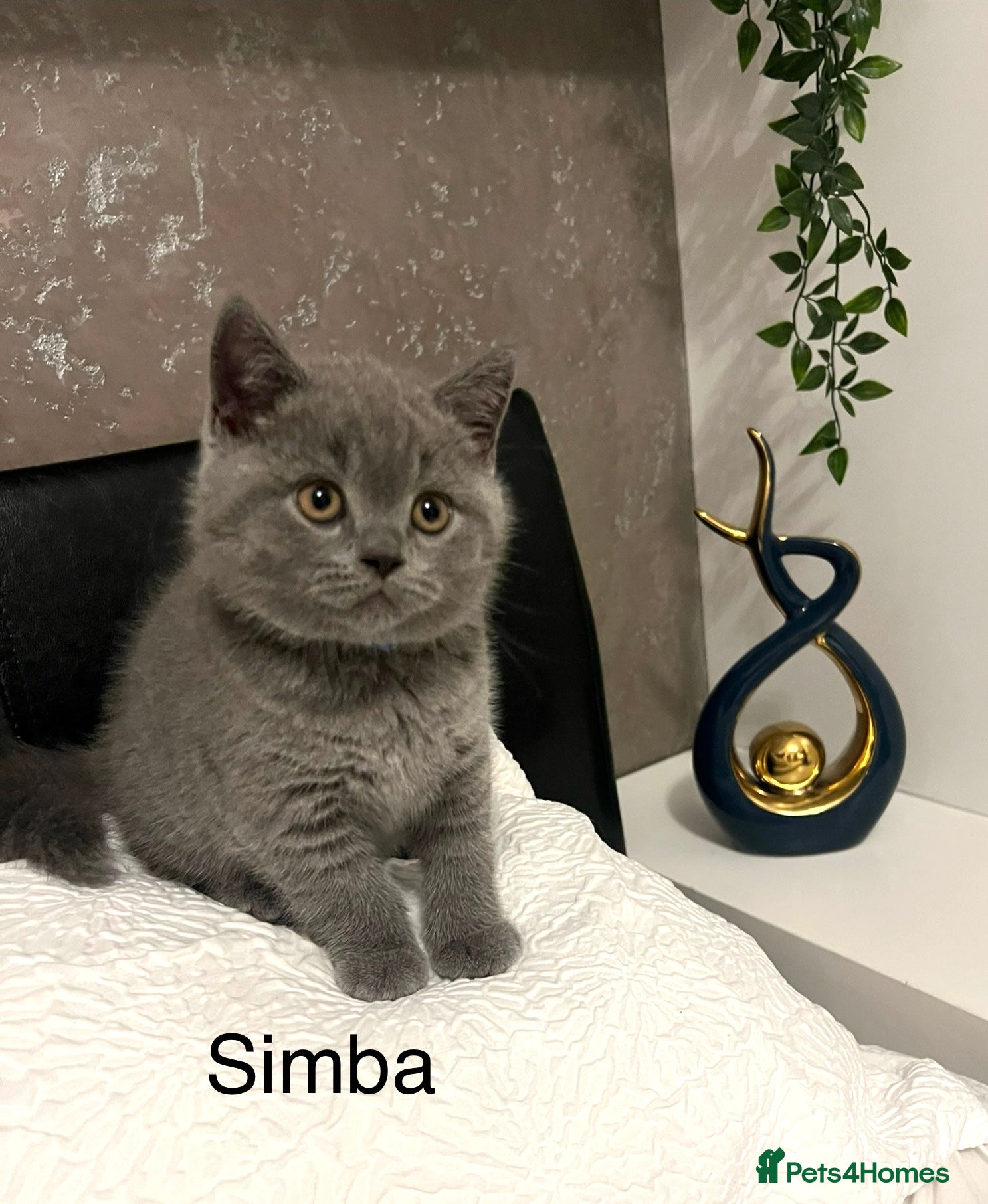 British Shorthair cats GCCF registered British Shorthair kittens  - Advert 5