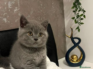 British Shorthair cats GCCF registered British Shorthair kittens - Advert 17