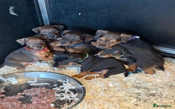 Lakeland Terrier dogs for sale: Lakeland terrier puppies  - Image 1