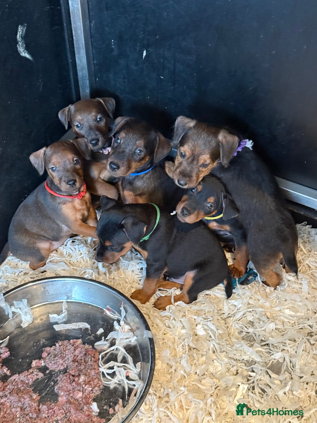 Lakeland Terrier dogs for sale: Lakeland terrier puppies  - Image 1