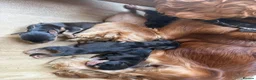 Cocker Spaniel dogs for sale: Stunning show Type cocker spaniel puppies  - Advert 12