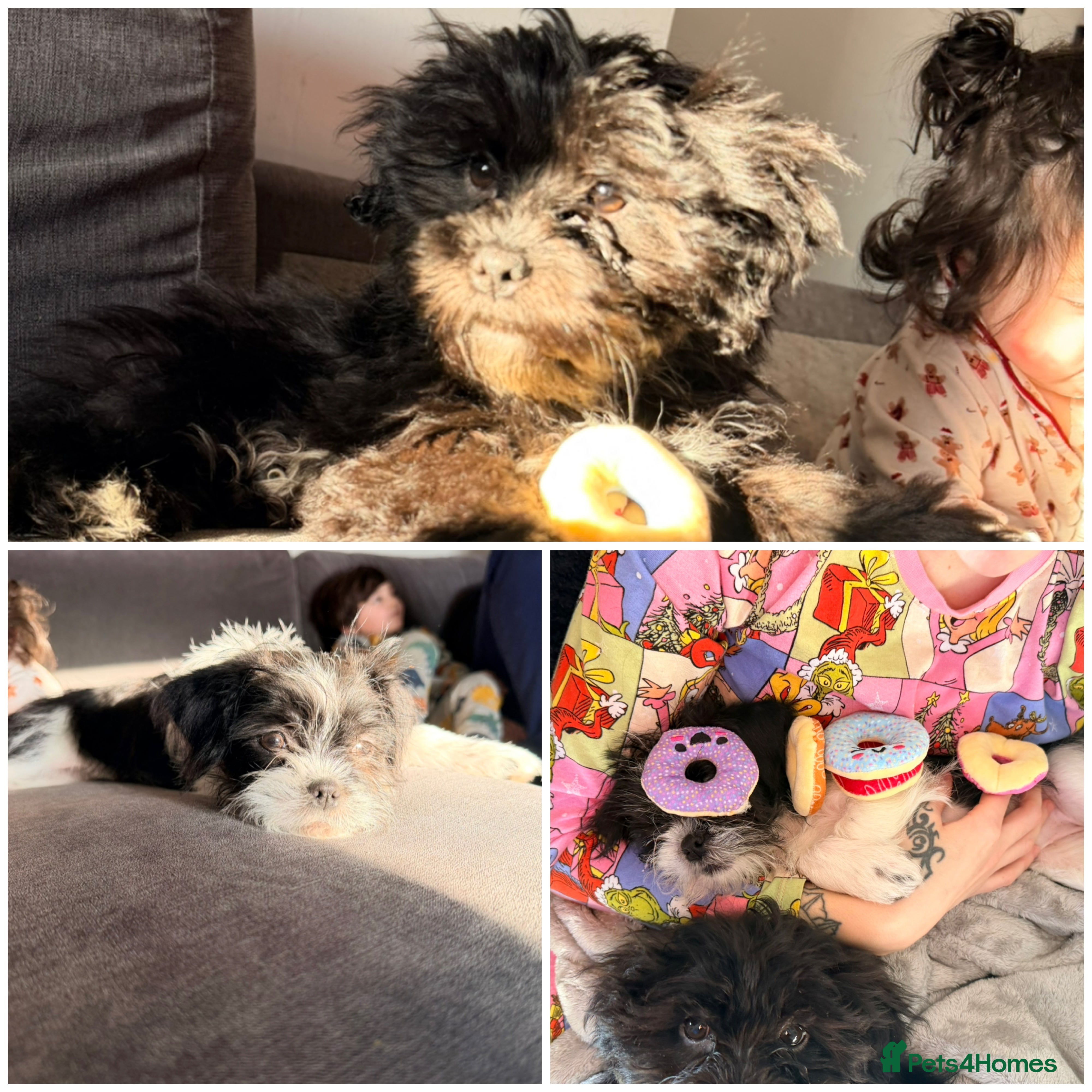 Zuchon dogs Shihzu x Bichion x Westie - Advert 7