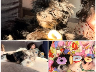 Zuchon dogs Shihzu x Bichion x Westie - Advert 7