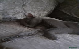 Russian Blue cats for sale: Russian blue kittens  - Image 4