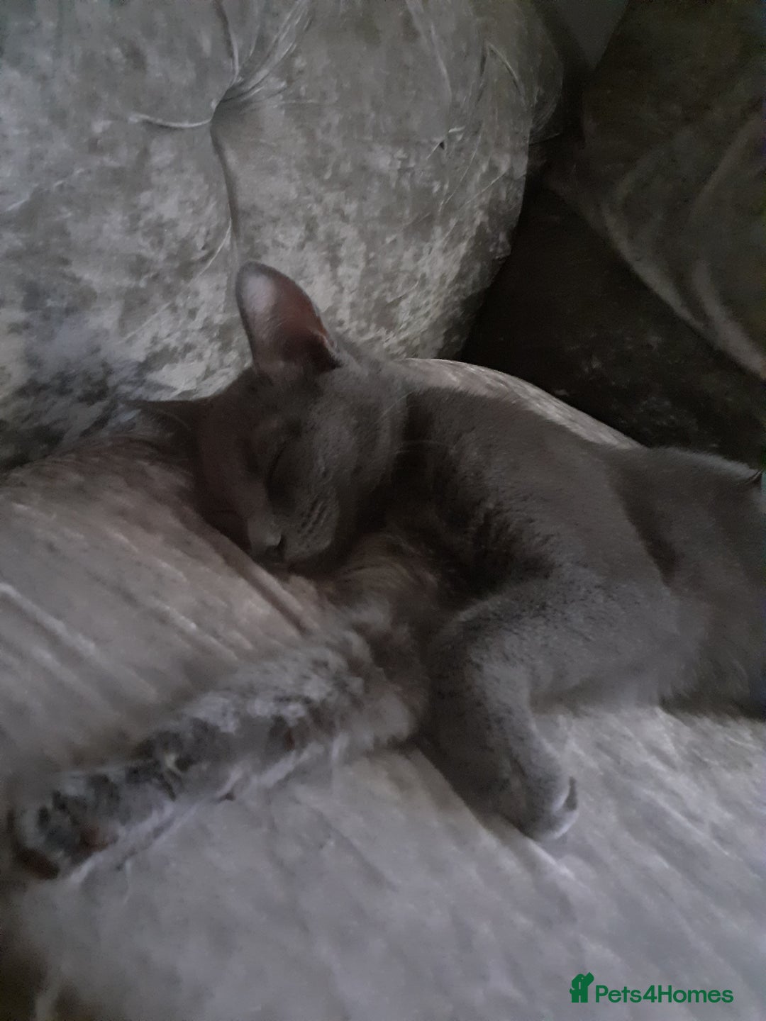 Russian Blue cats for sale: Russian blue kittens  - Image 4