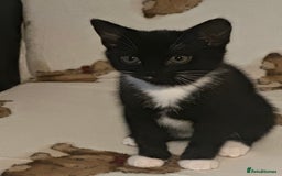 Domestic Shorthair cats for sale: Kittens are looking for family  - Image 5