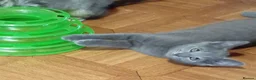 British Shorthair cats for sale: British shorthair kittens in Southampton - Advert 3
