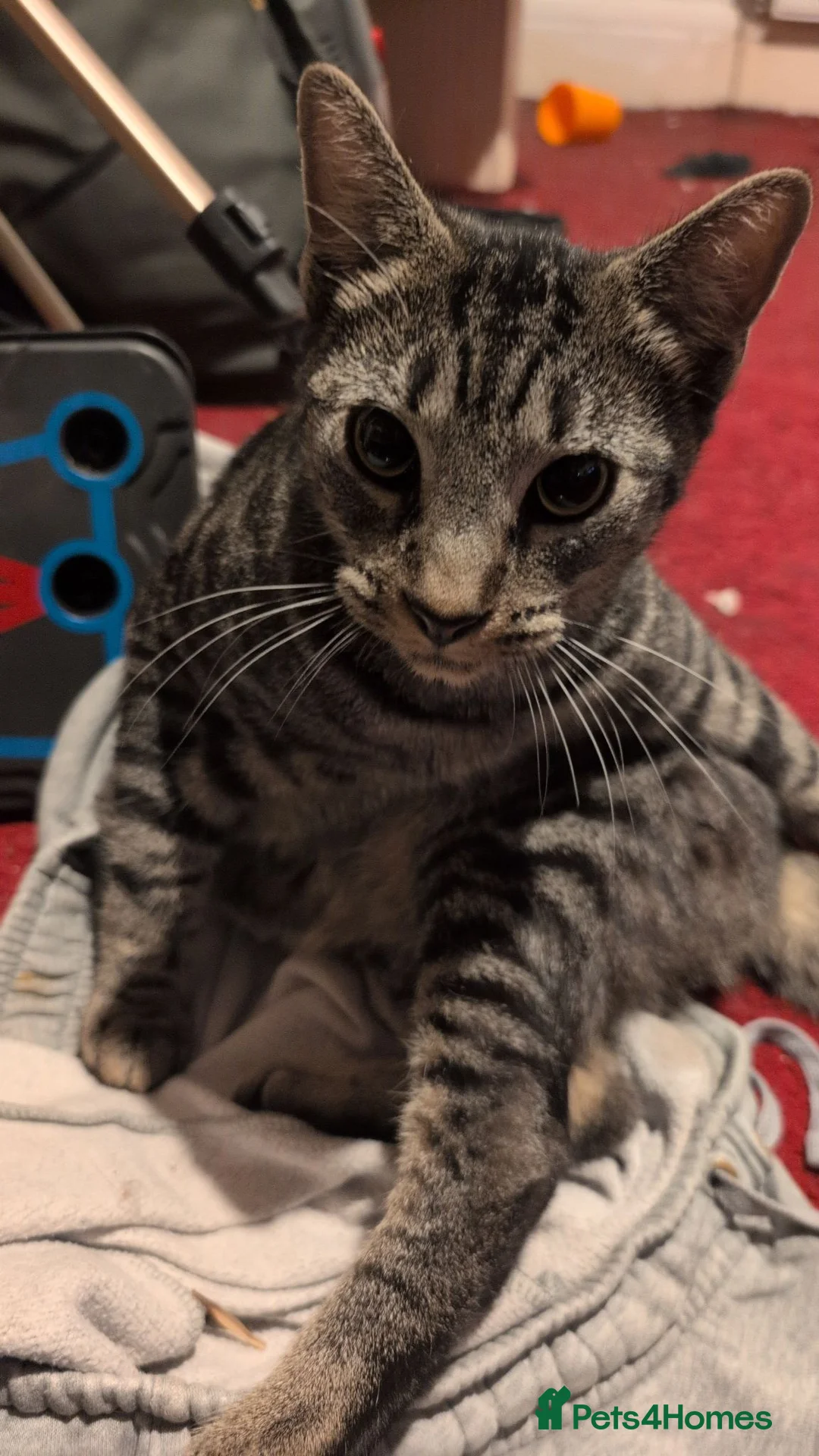 Domestic Shorthair cats for sale: 2 brothers in Ilford - Advert 6