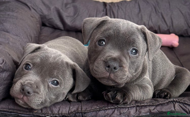 Staffordshire Bull Terrier dogs - Advert 7