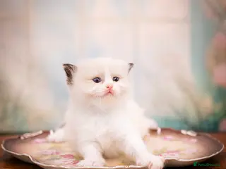 Ragdoll cats Ragdoll Kitten Girl LRDB Champion Bloodline! - Advert 17