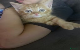 British Shorthair cats for sale: Male ginger kitten  - Image 1