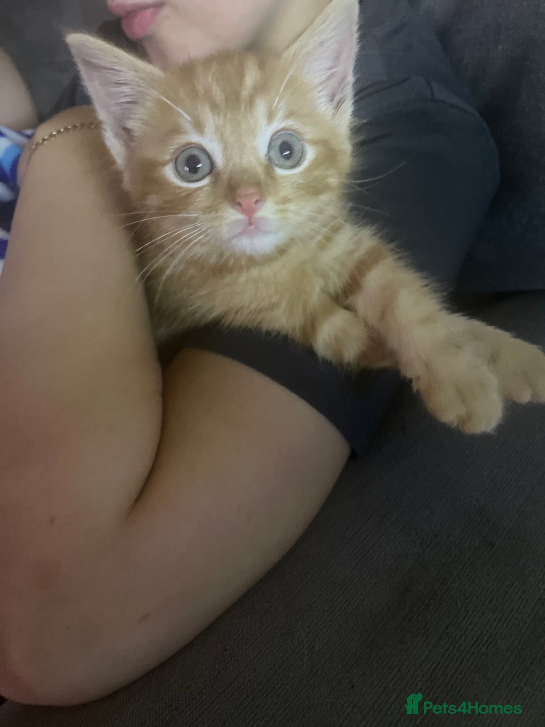 British Shorthair cats for sale: Male ginger kitten  - Image 1