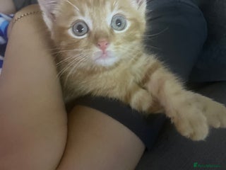 British Shorthair cats - Advert 10