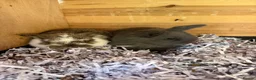 Mini Lop rabbits for sale: Baby lops and mini lops for sale - Advert 2