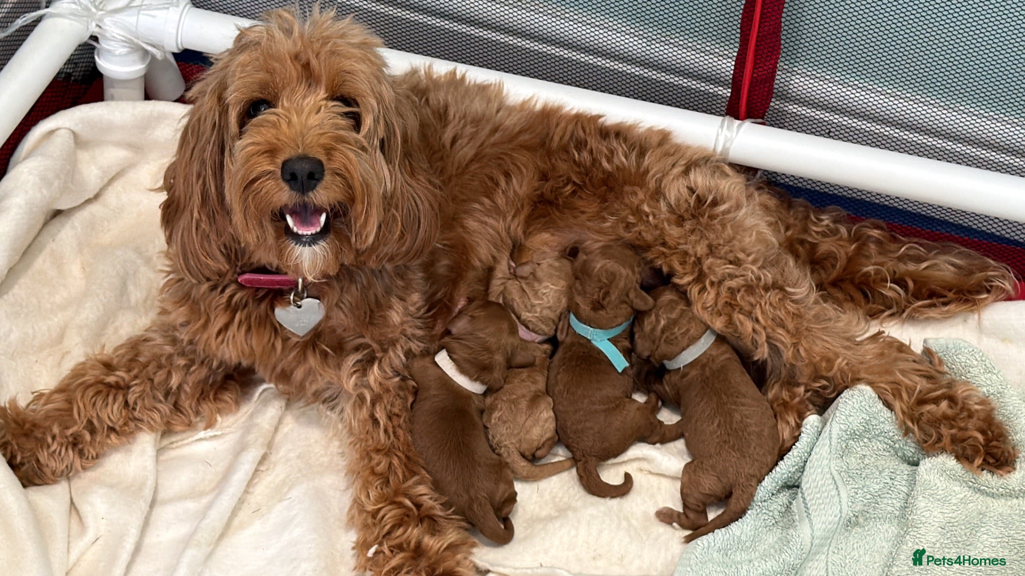 Cockapoo dogs ⭐ F1b Cockapoo Puppies – 1 Boy & 1 Girl Available  - Advert 18