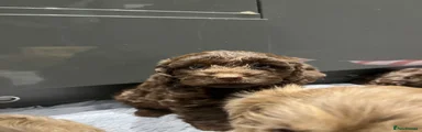 Cockapoo 2