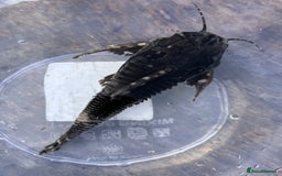 Cichlids fish for sale: Fontosa and Malawi's for sale see prices below - Image 8