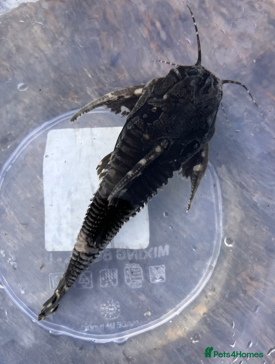 Cichlids fish for sale: Fontosa and Malawi's for sale see prices below - Image 8