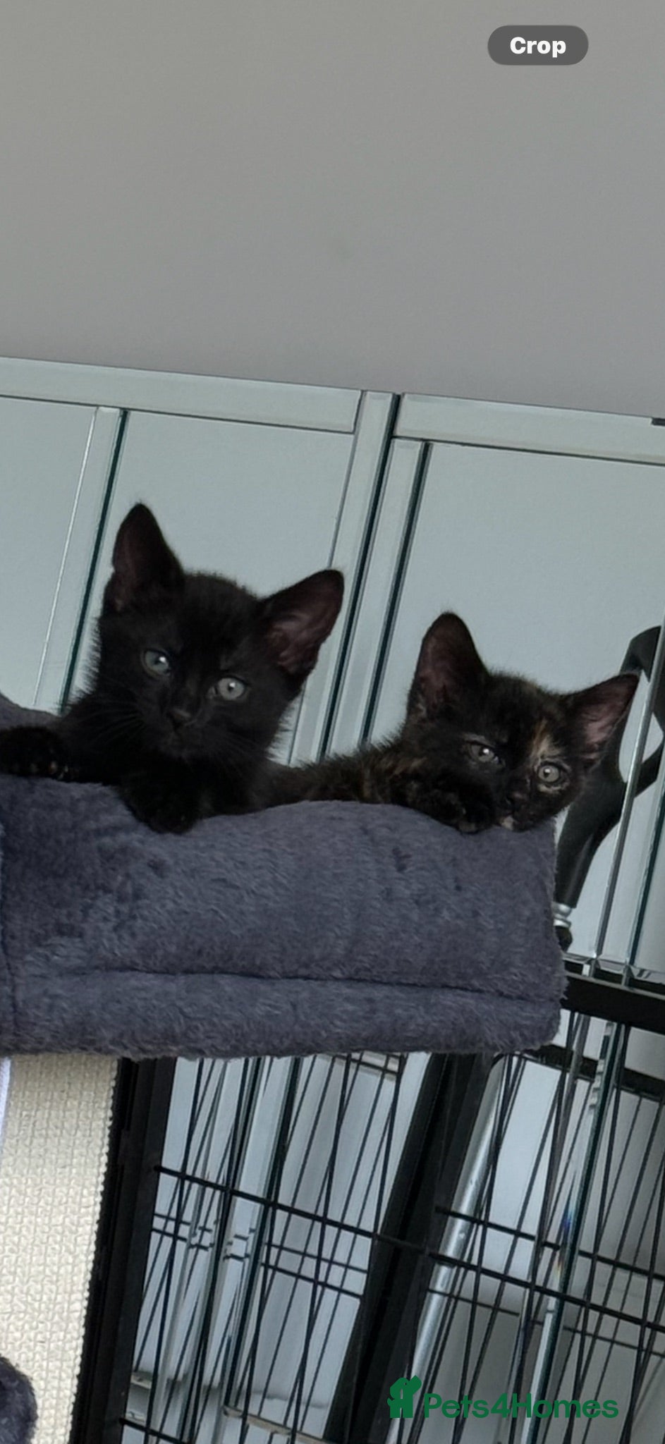 Mixed Breed cats 2 beautiful kittens  - Advert 11